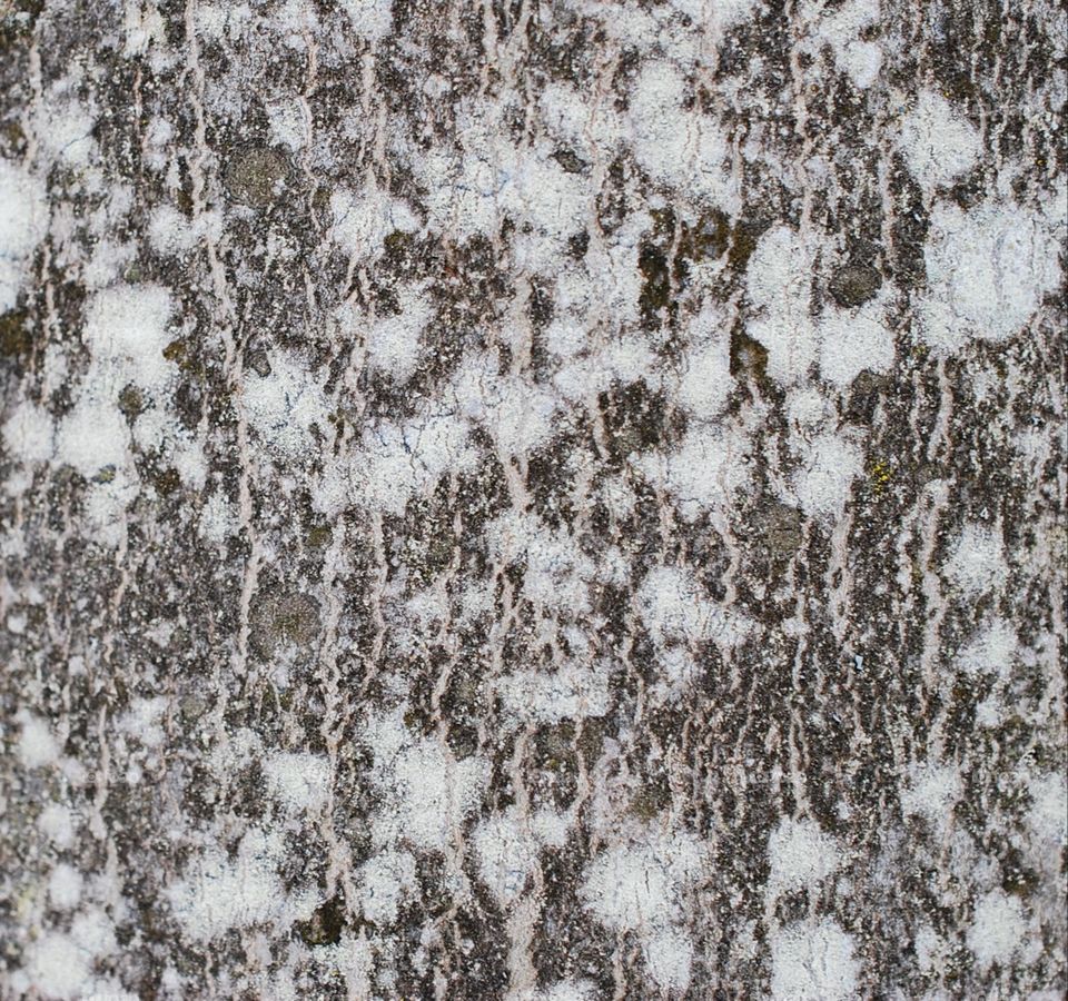 Macro of lichen growing on tree bark gray texture background nature textures