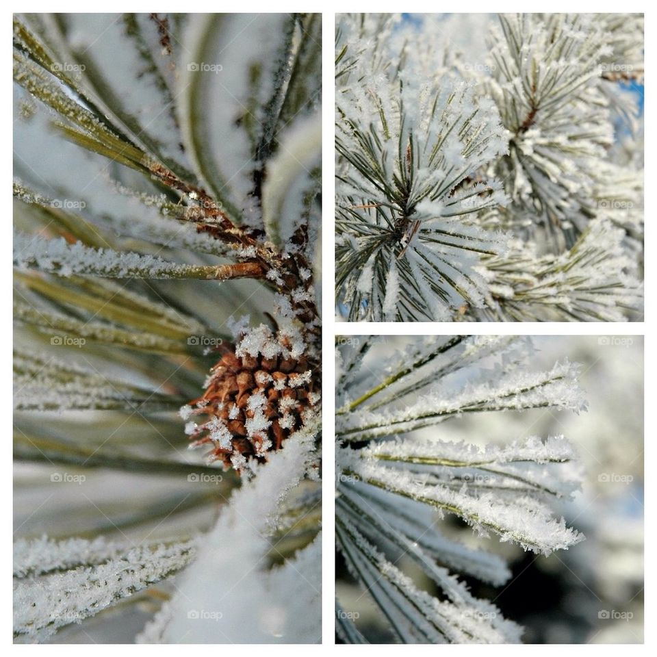 winter macro color tree by jori209