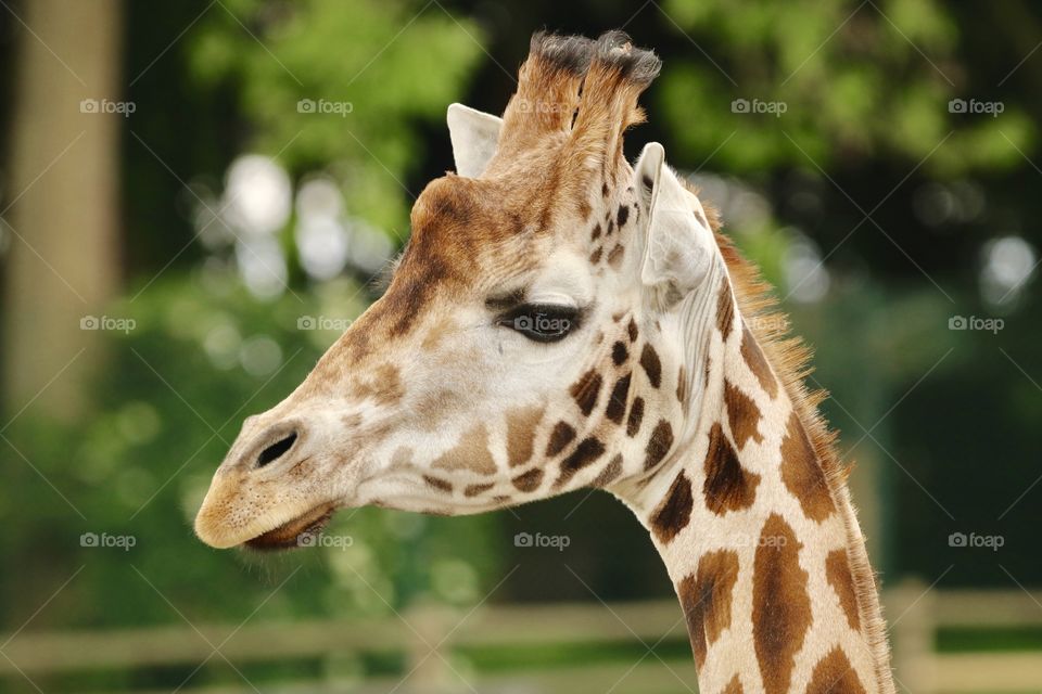 giraffe 