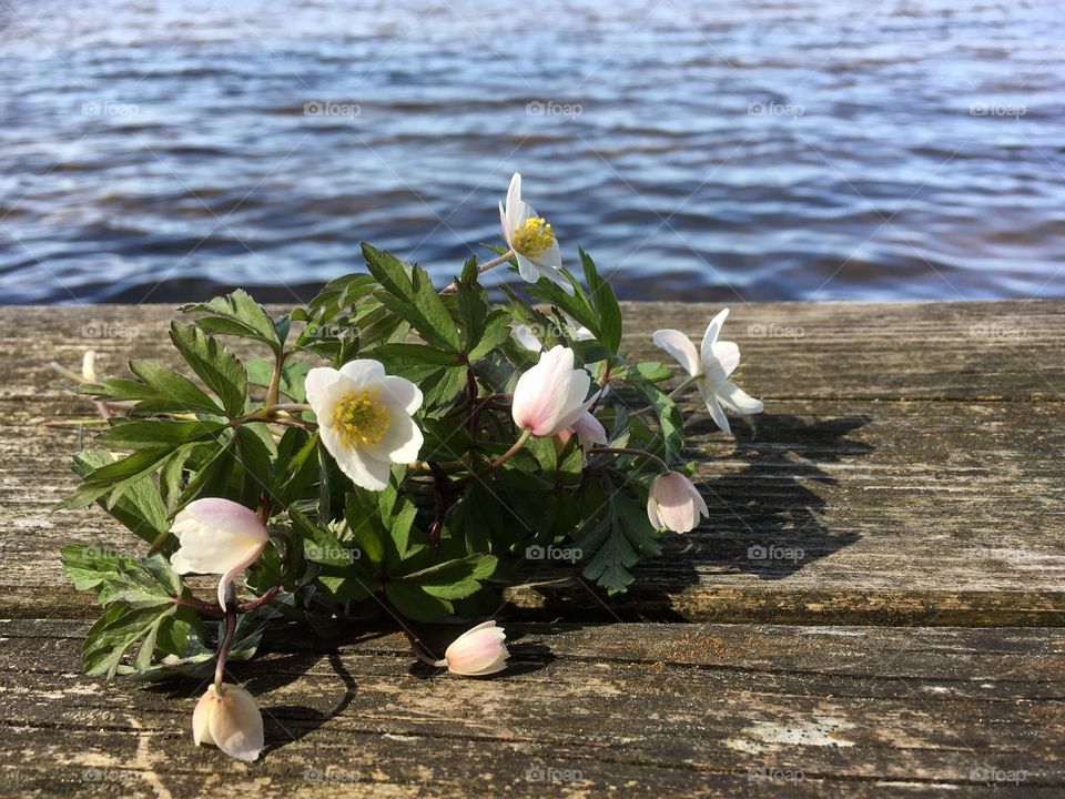 Wood anemone