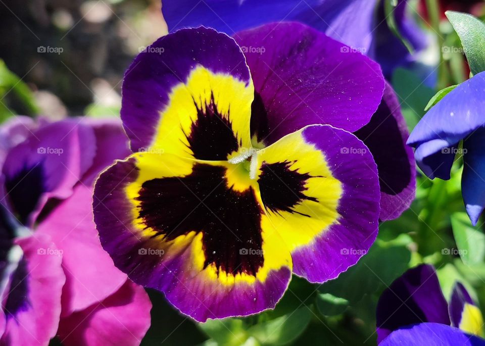 Complementary Colors, Flower