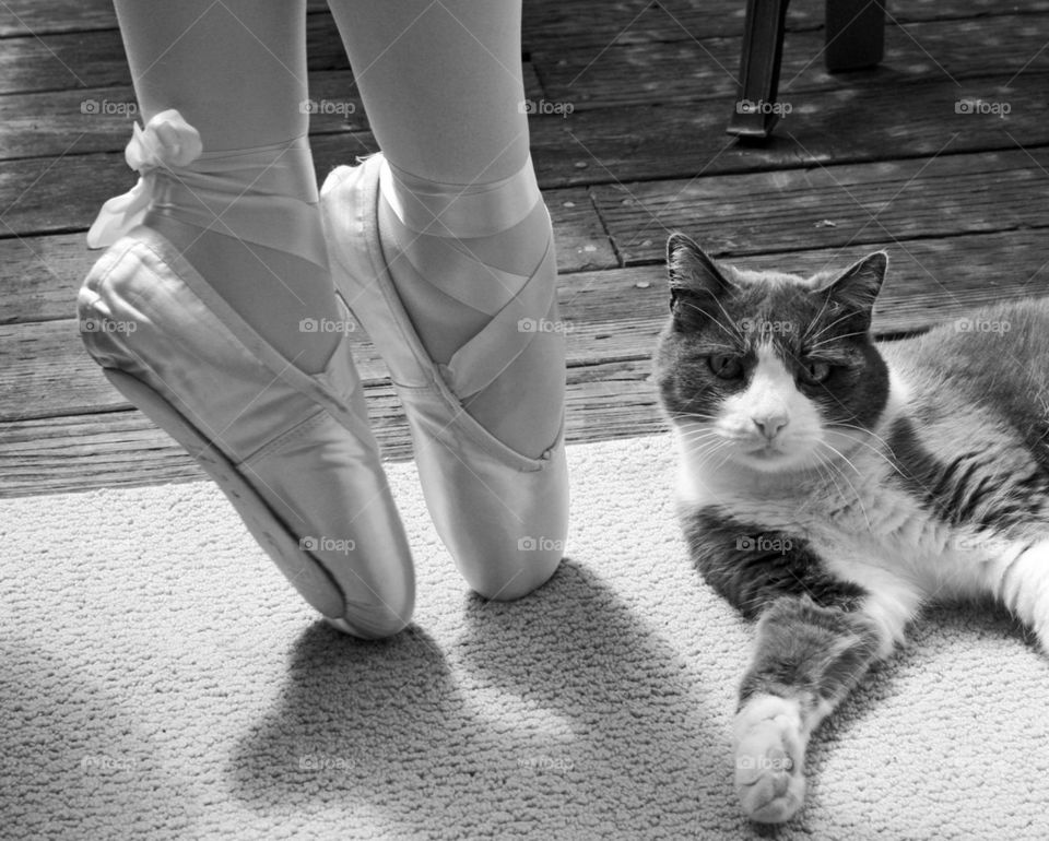 shoes cat ballet dance by mmcook