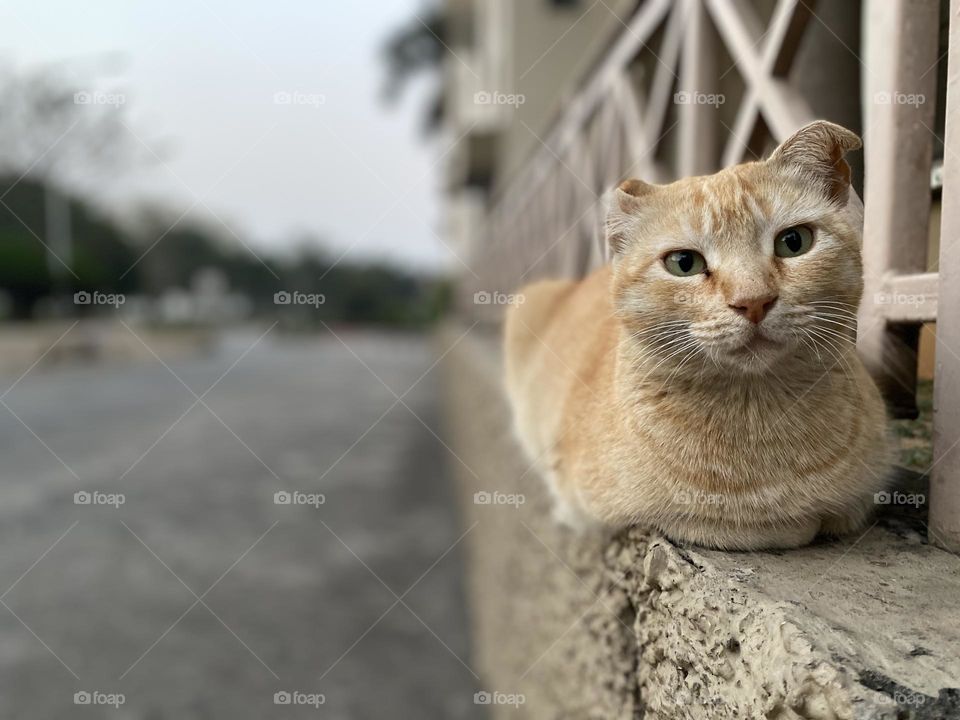 Ginger white cat sitting on a porch 