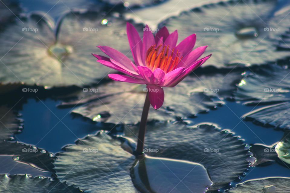 beautiful lotus on the water