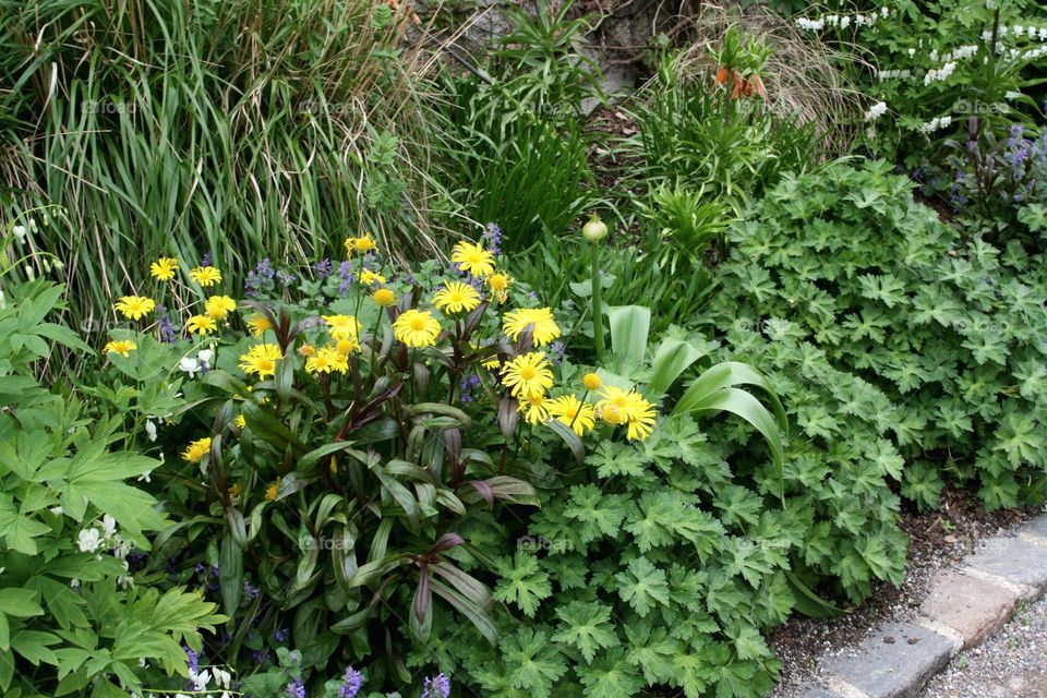 beautiful floral splendor