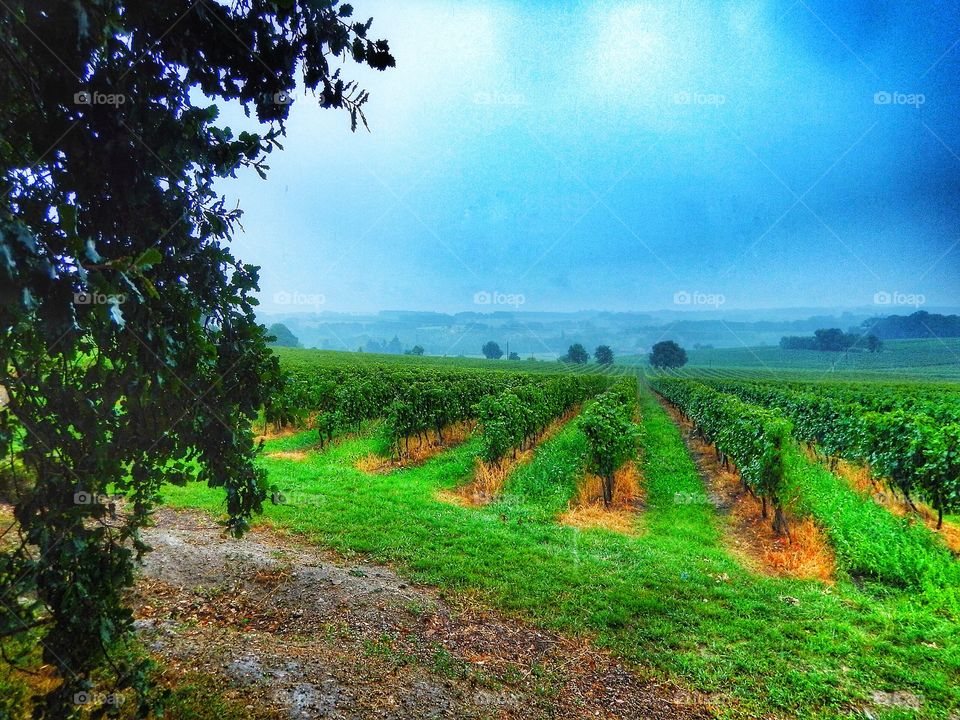 Vineyard France 