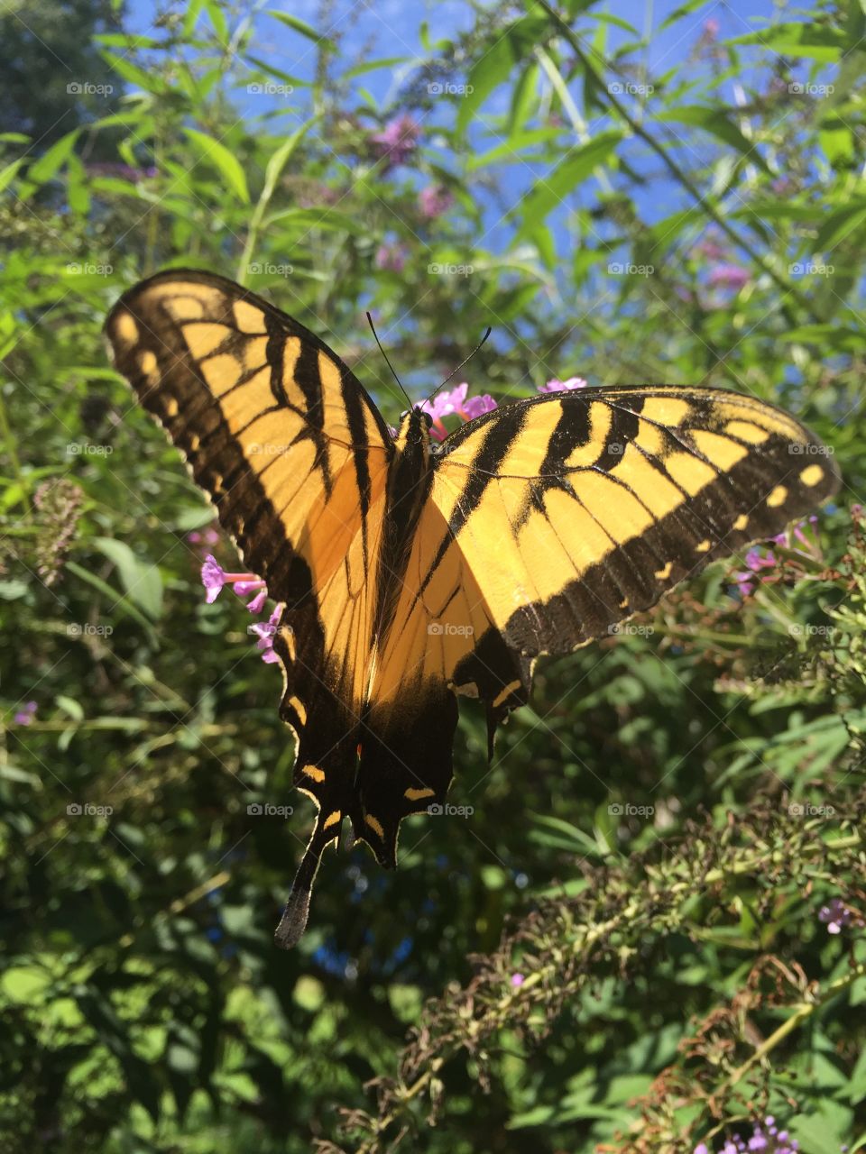 Black and yellow butterfly in my butterfly bush in my side backyard.