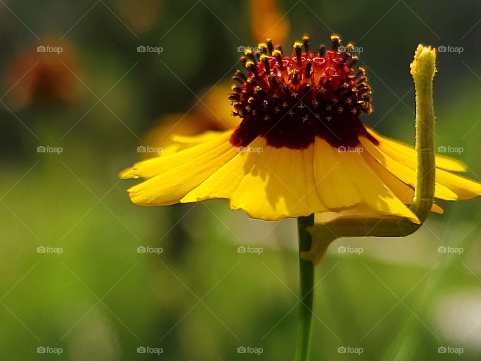 Green caterpillar standing straight up on a yellow and maroon little wildflower on a sunny summer day