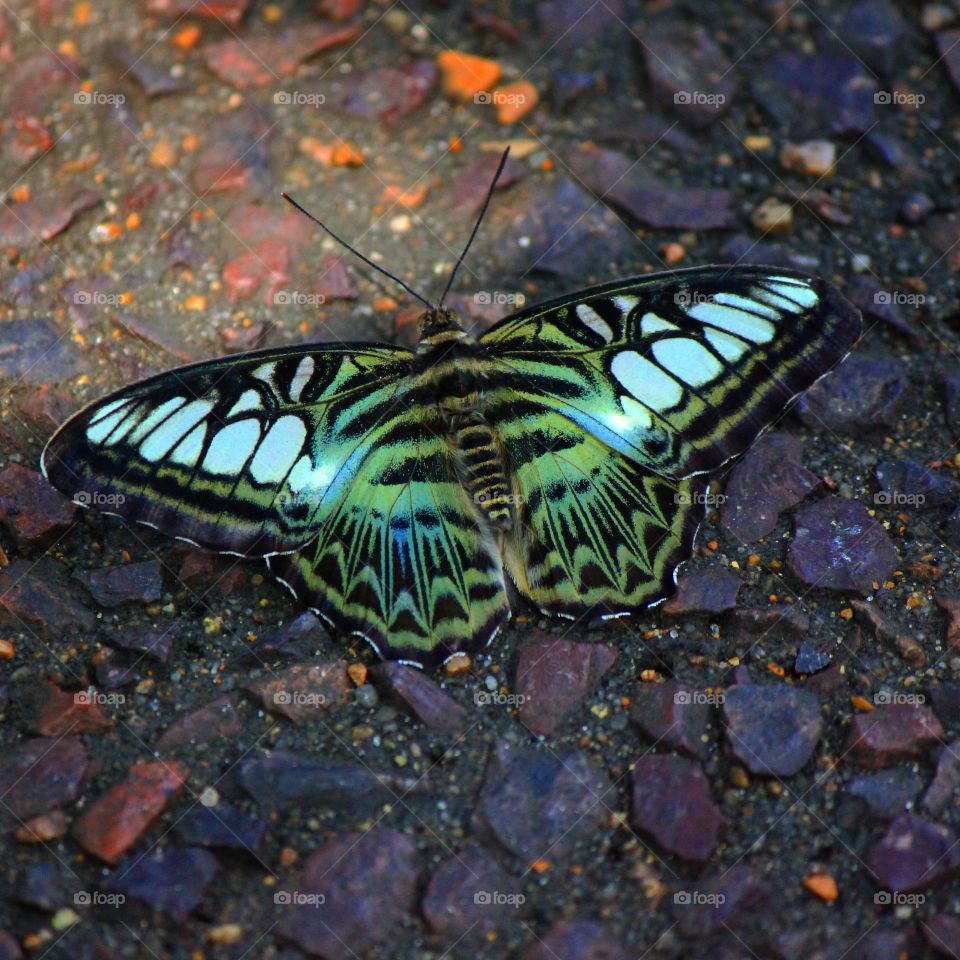 Green glow 