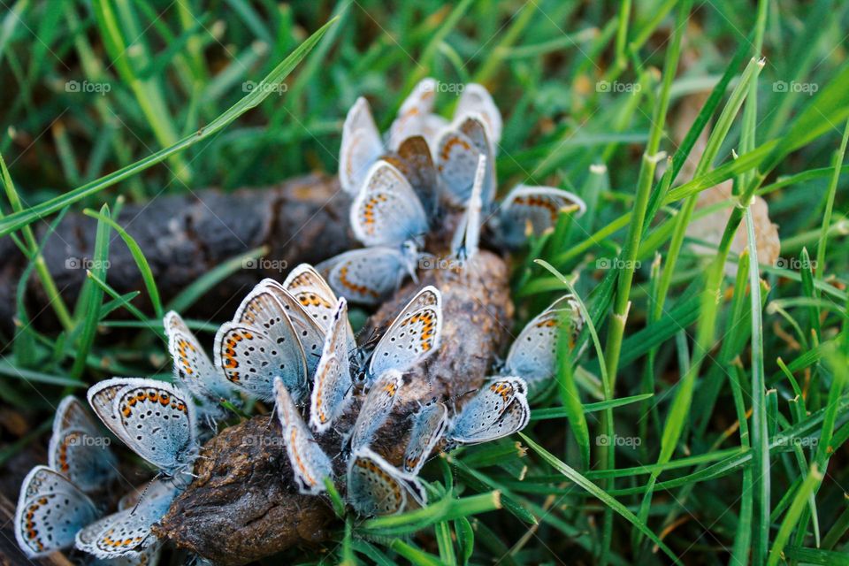 Blue moth butterflies