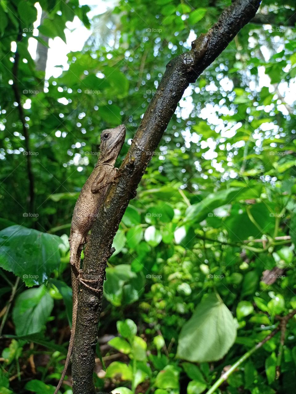 lizard climbing on tree in Indian forest closeup photo with nice green blur bokeh effect background it's looking fantastic