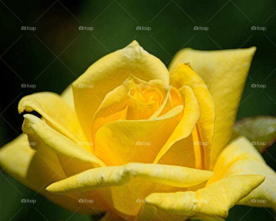 yellow Rose . Yellow Rose on a green background
