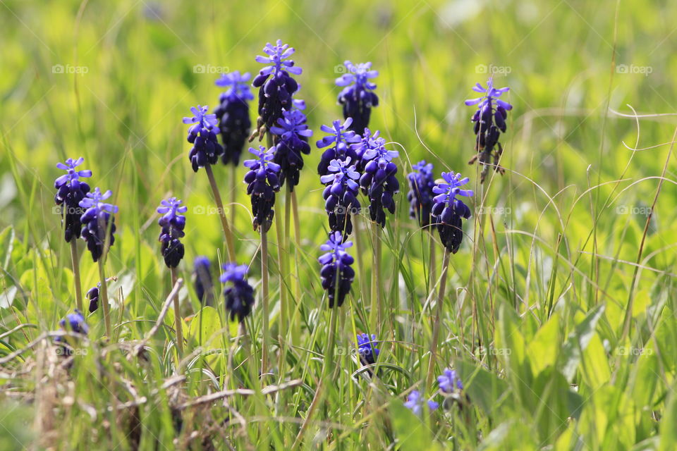 blue early spring flowers