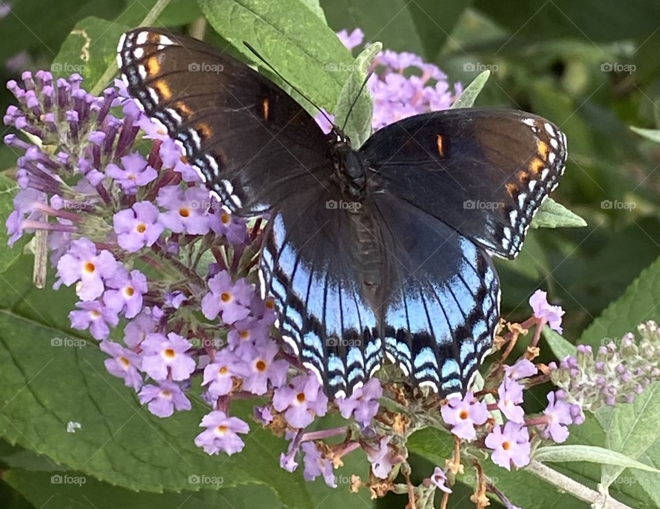 Spicebush  butterfly on a purple flower from a butterfly bush 