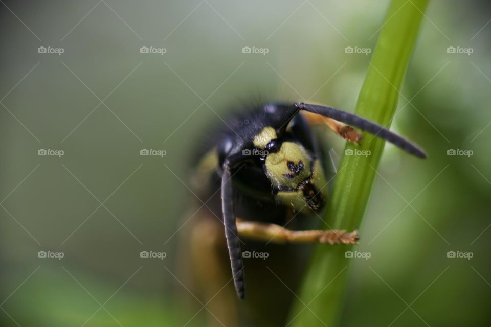 Wasp in a leave with a macro lens