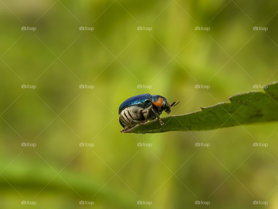 A ladybug on a leaf.