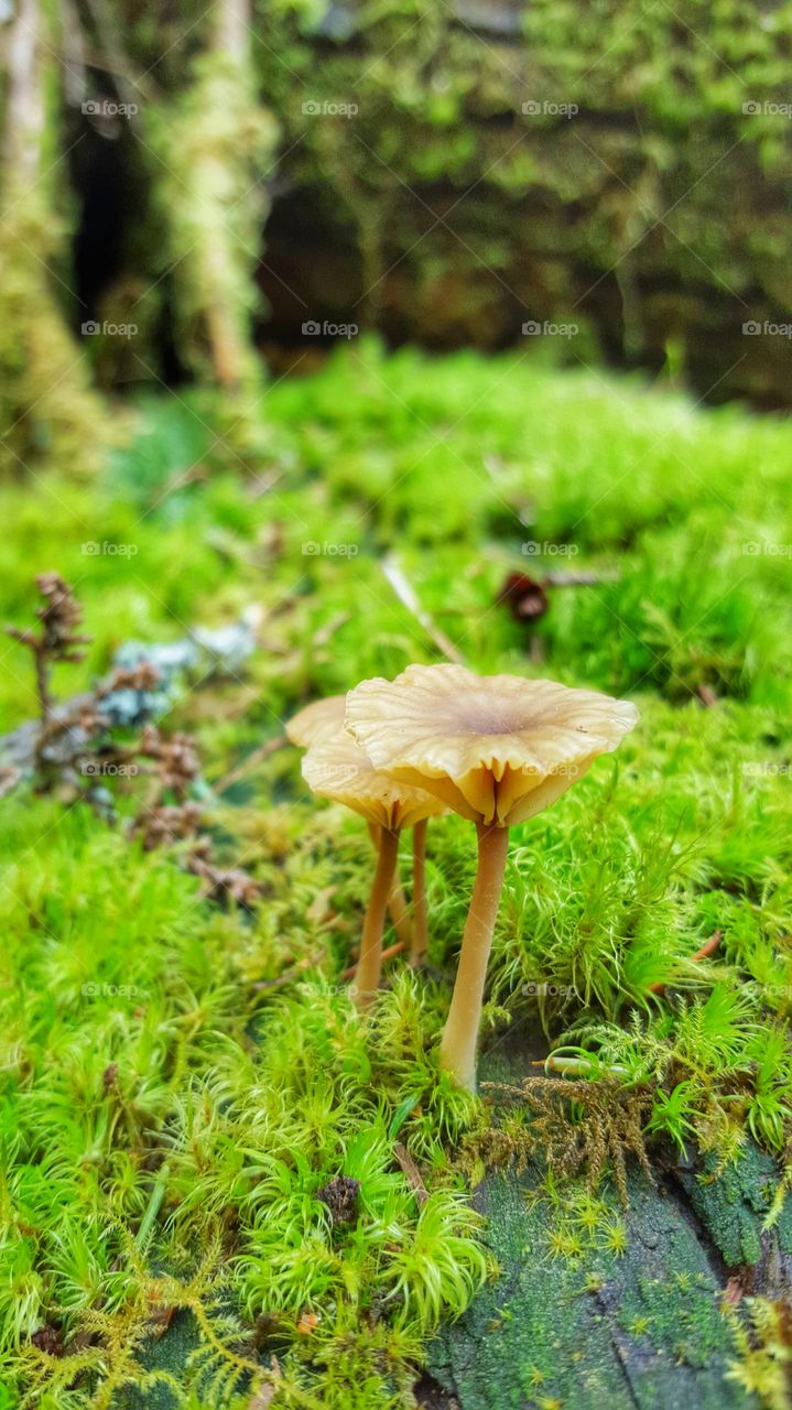In a tiny mushroom world