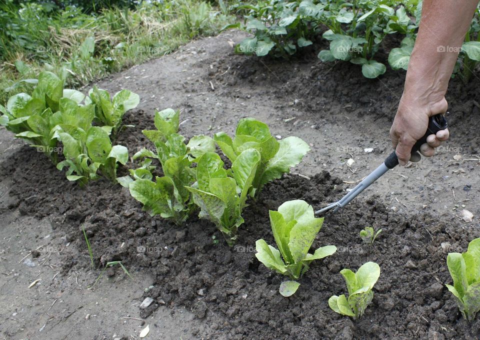 Gardening, lettuces in the ground