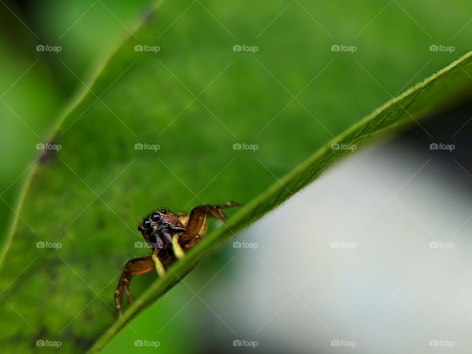 Spider on a green leaf with blur background.