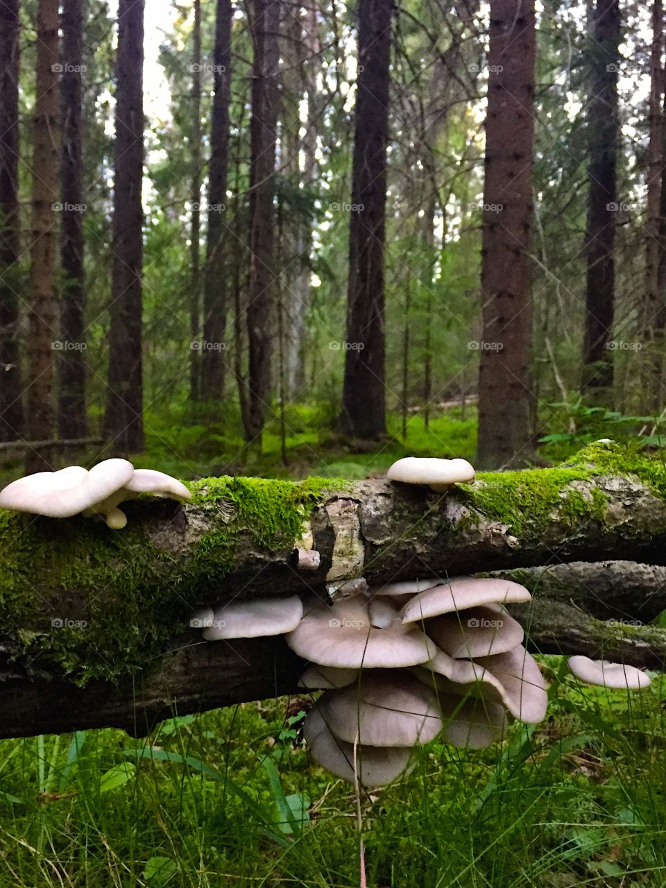 On the forest floor. Growth on the forest floor