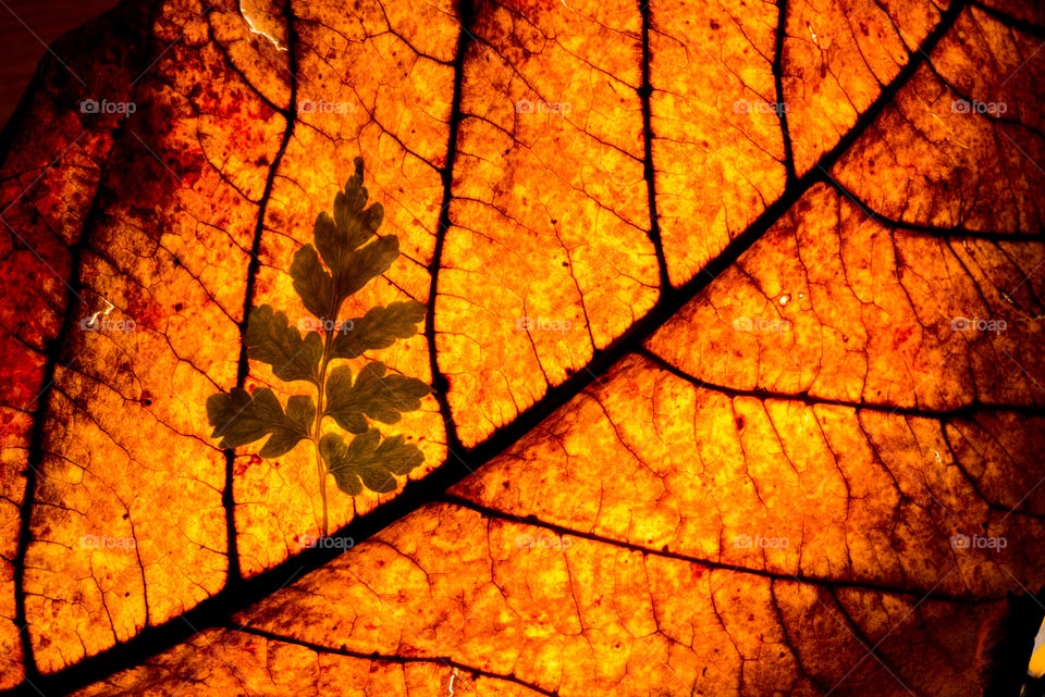 Close-up of orange leaf