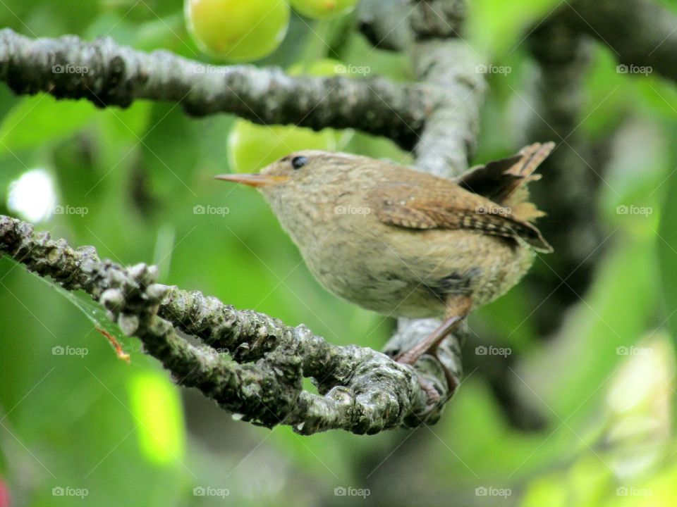 Wren