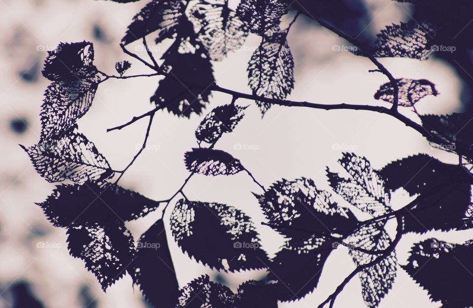 Lacy tree leaves, skeletonized by beetles 