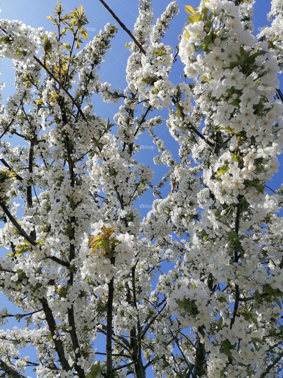 Blooming trees, my favorite time, everything around is beautiful and filled with wonderful smells