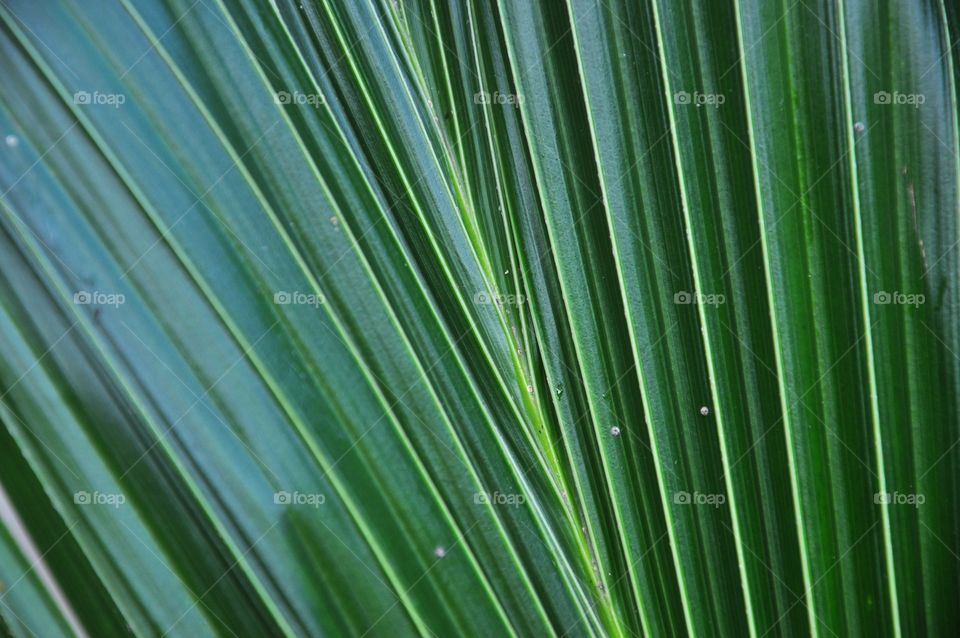 Leaf, Flora, Growth, Lush, Nature