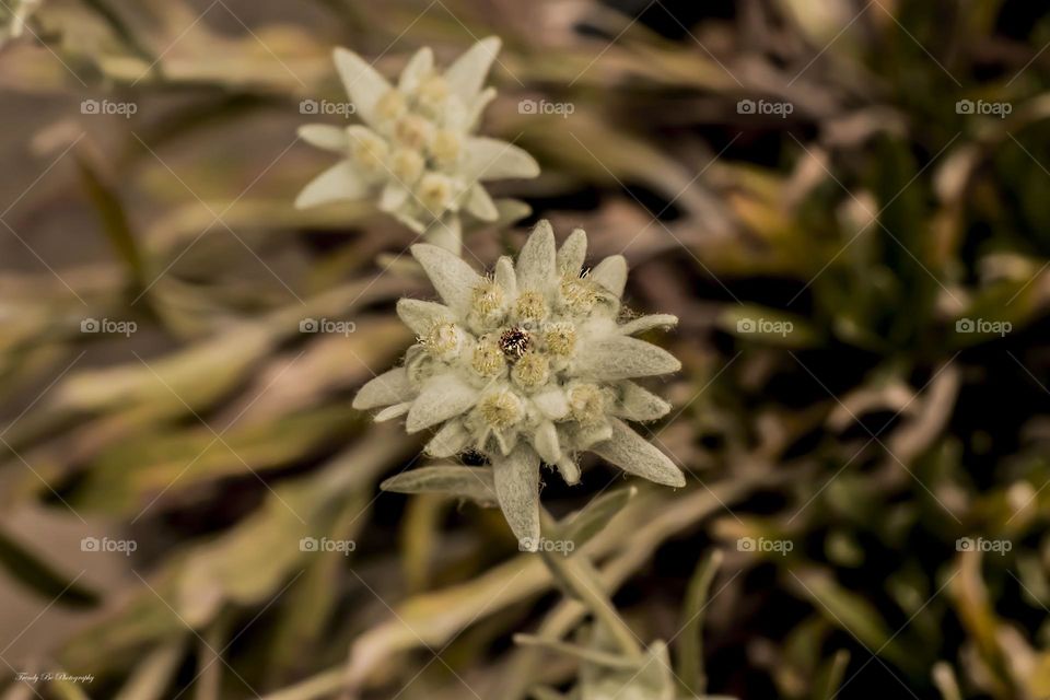 Edelweiss