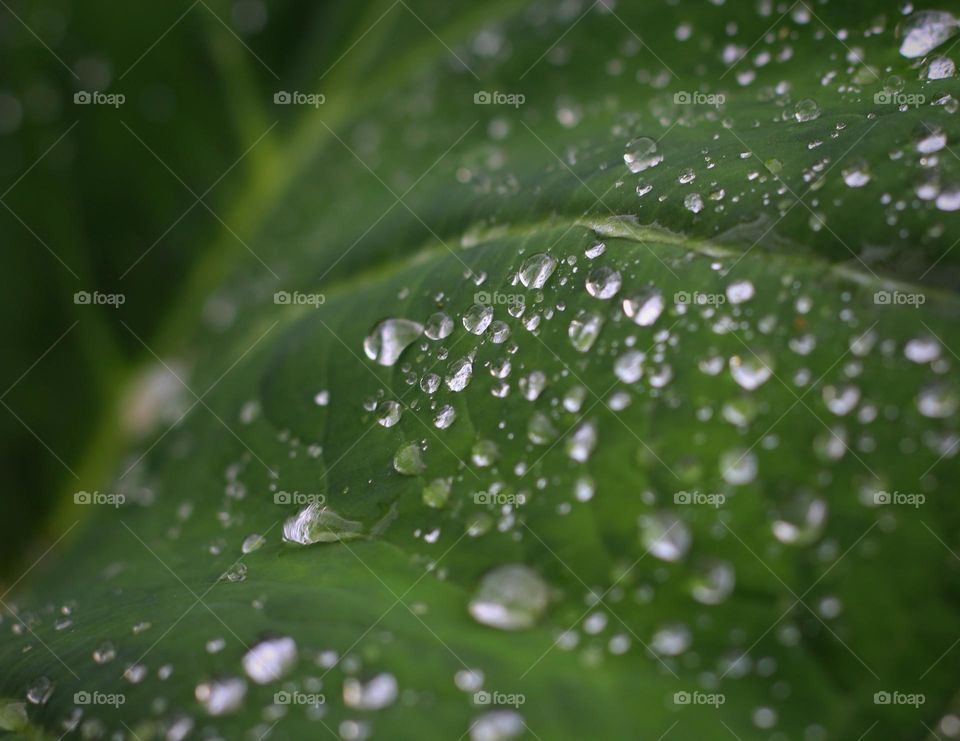 Morning dew on taro leaves.