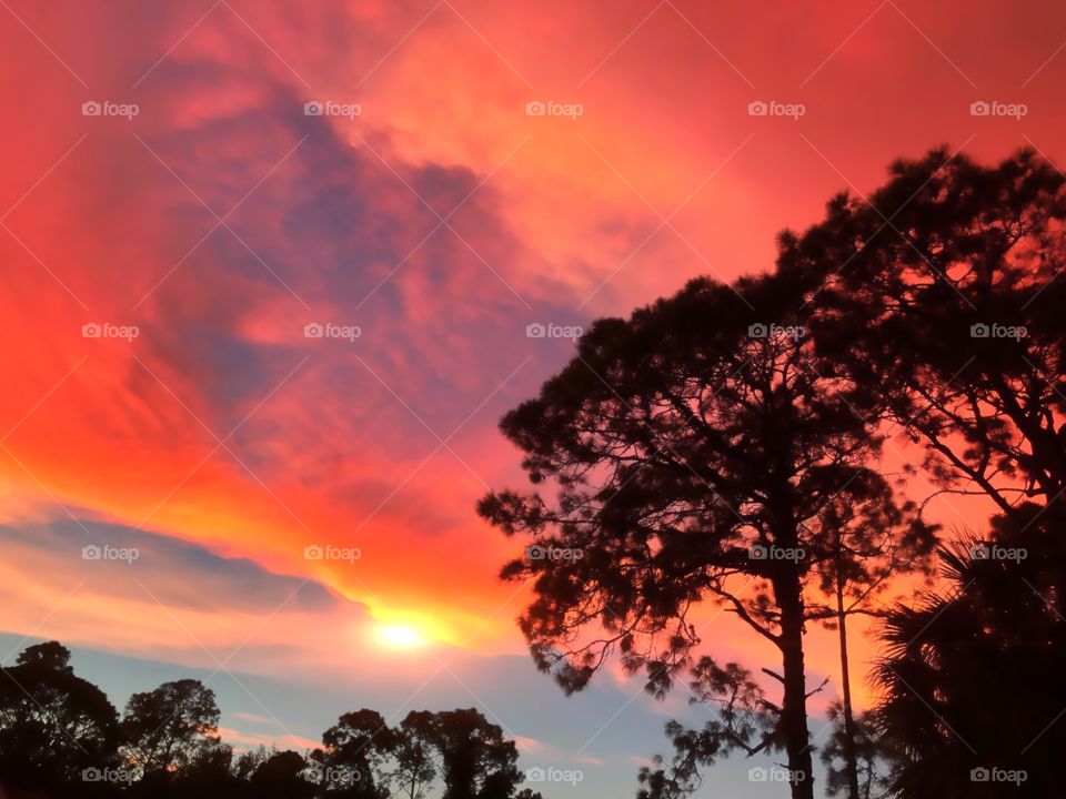 Spectacular red and indigo sunset behind the silhouettes of giant pine trees.