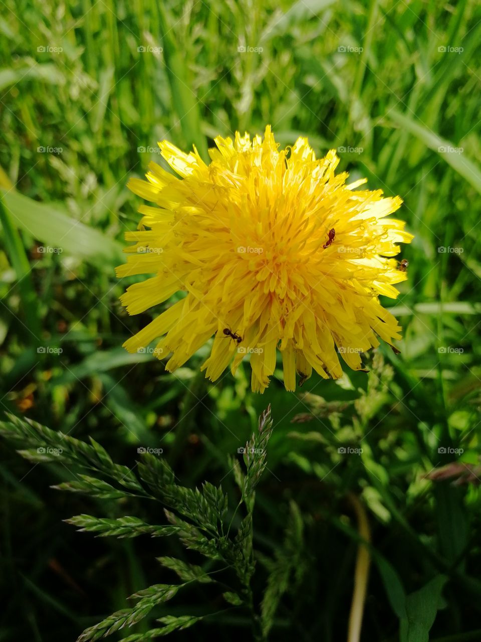 Цветы это остатки рая на земле