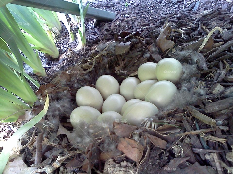 A nest of duck eggs