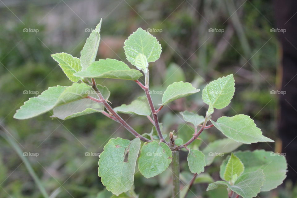 starting in spring season...