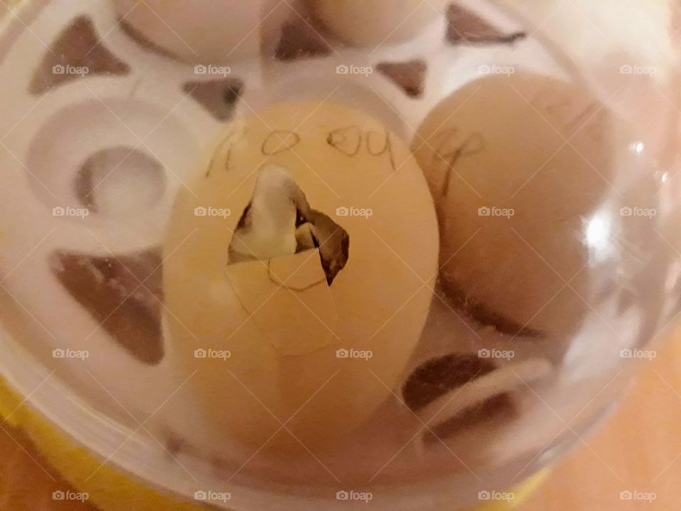 Chick hatching from egg in incubator