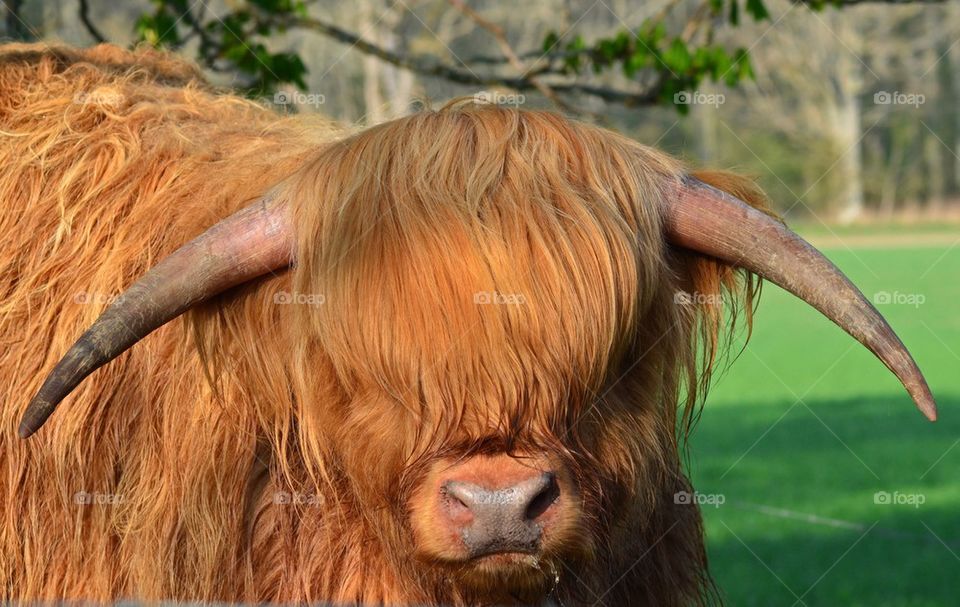 Hairy Bull