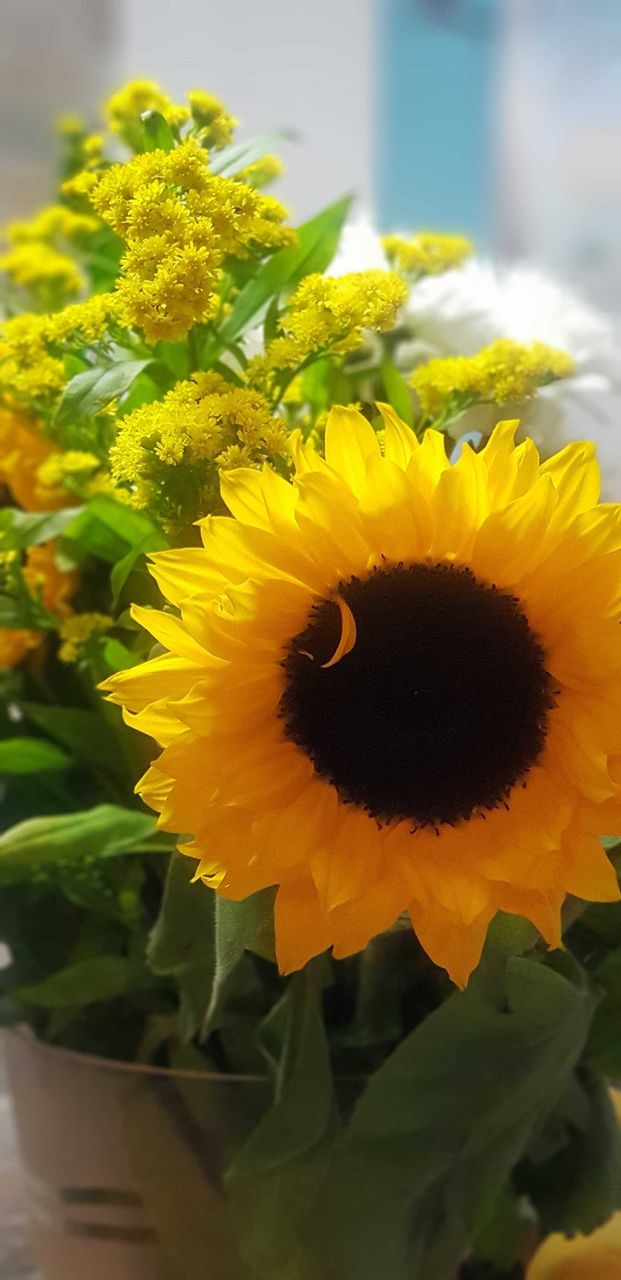 sunflowers