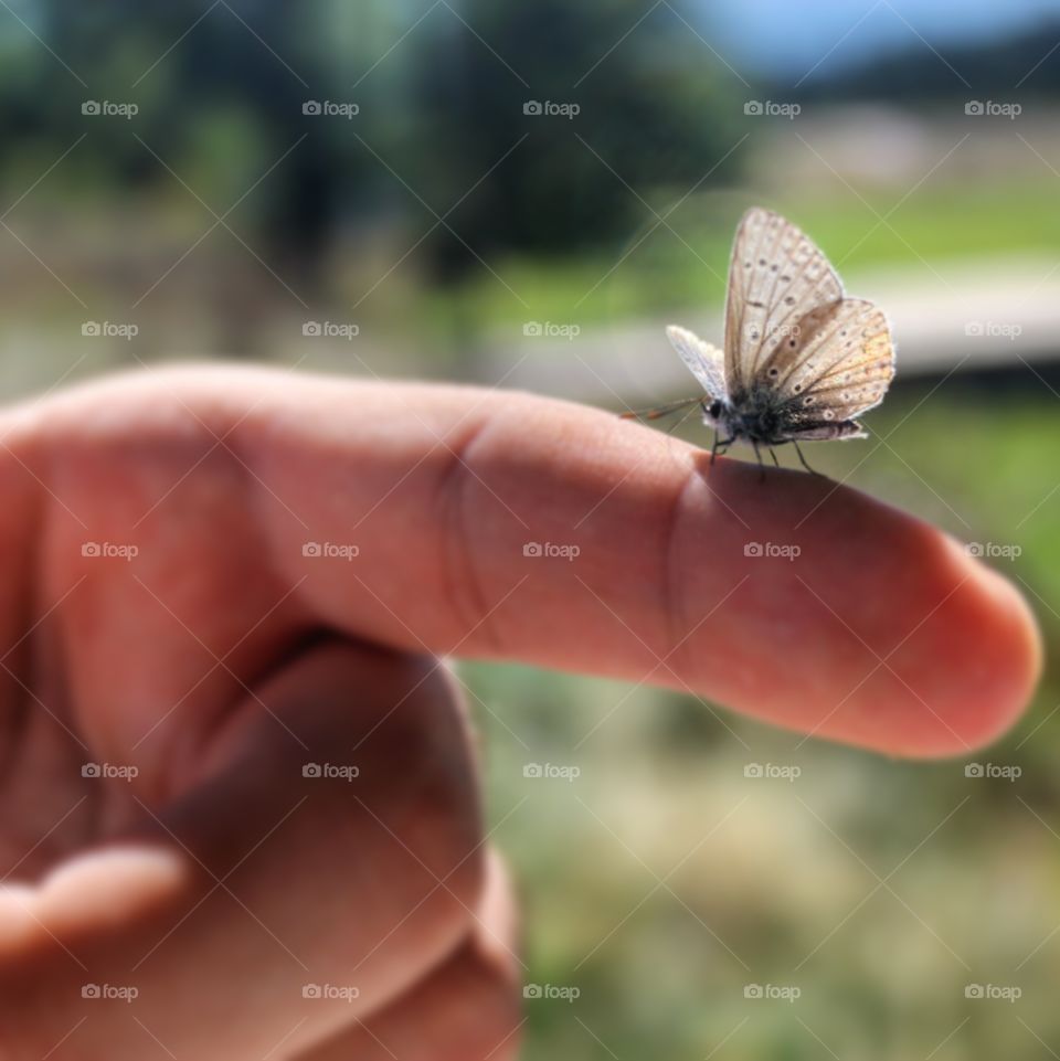 Small butterfly on person's finger