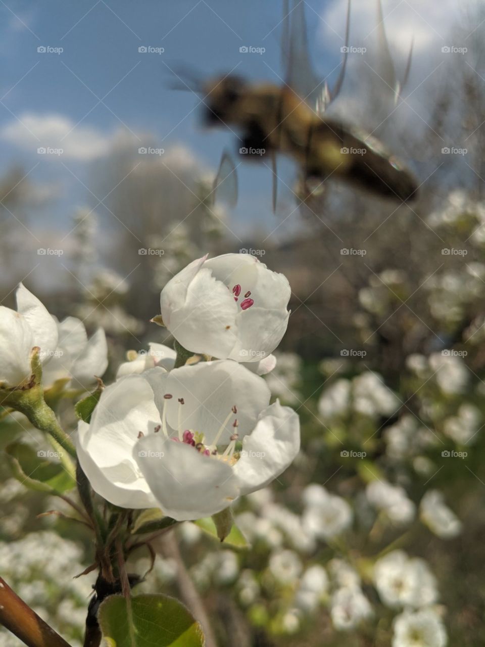 Flower+bee