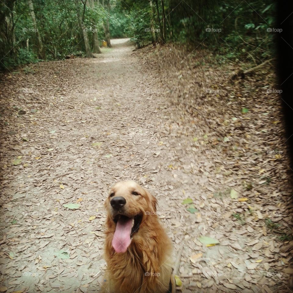 golden retriever