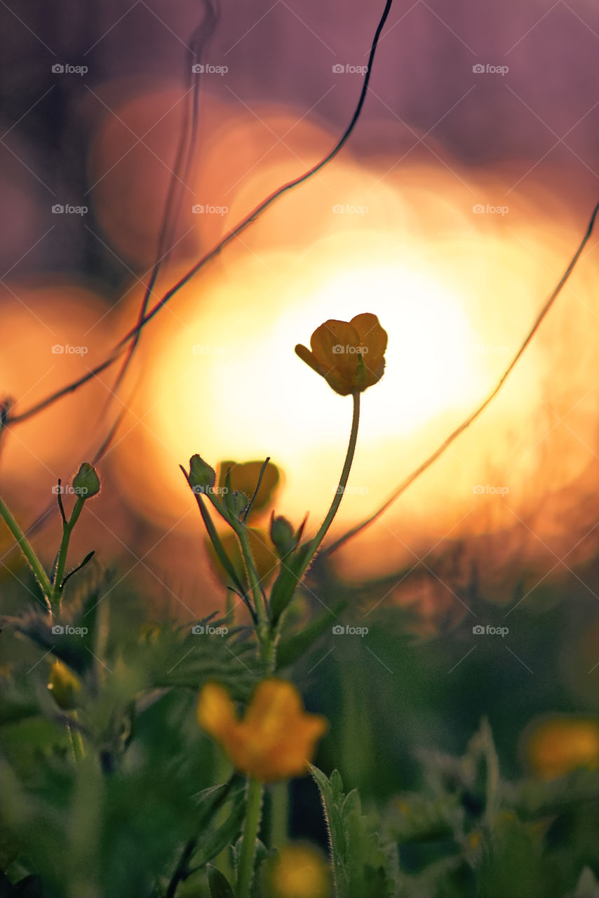 Yellow flowers at sunset