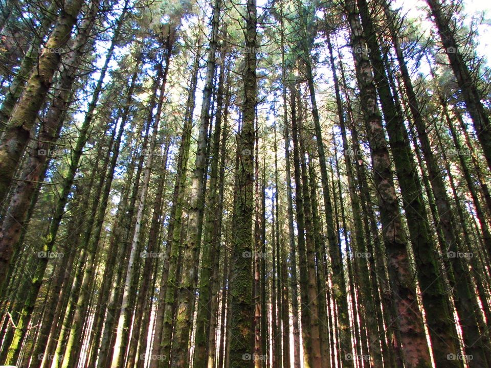 Tree trunk in forest