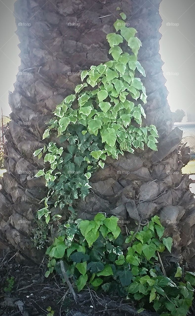 vine going up a palm tree