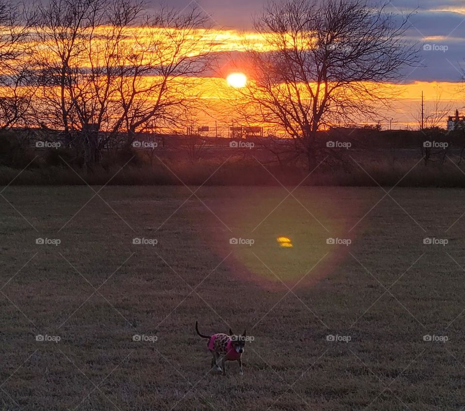 My dearly departed Fur Baby, Misty, with a South Texas Sunset in background. 🐕❤️🇨🇱🇺🇲