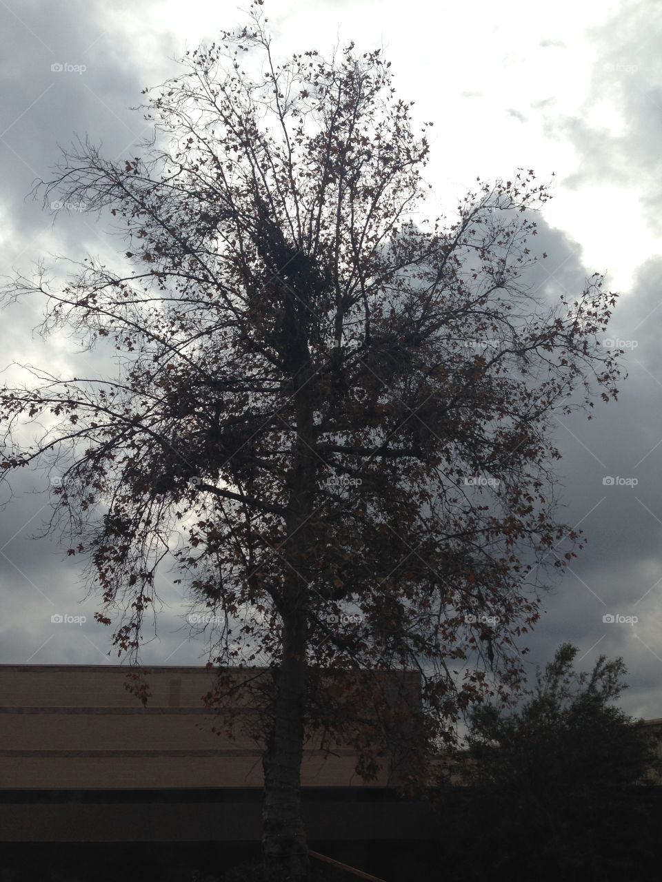 Gloomy

Published by:
HappyBrownMonkey 