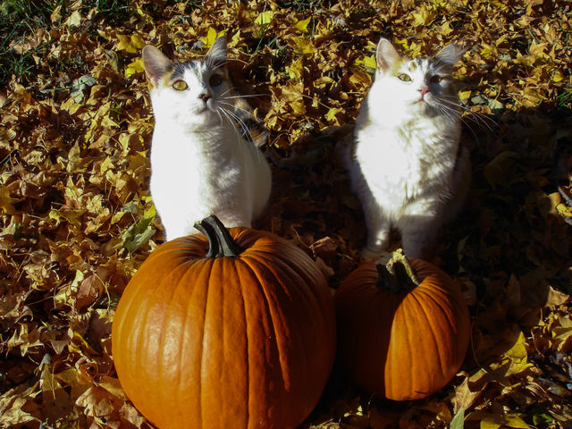 High angle view of cat with pumpkins