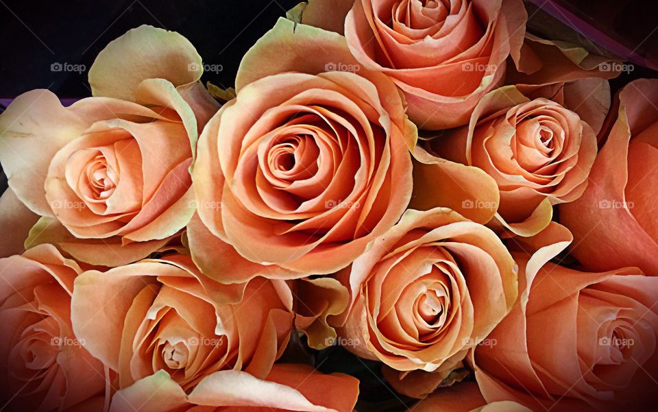 Amber peach rose bouquet. Rose bouquet