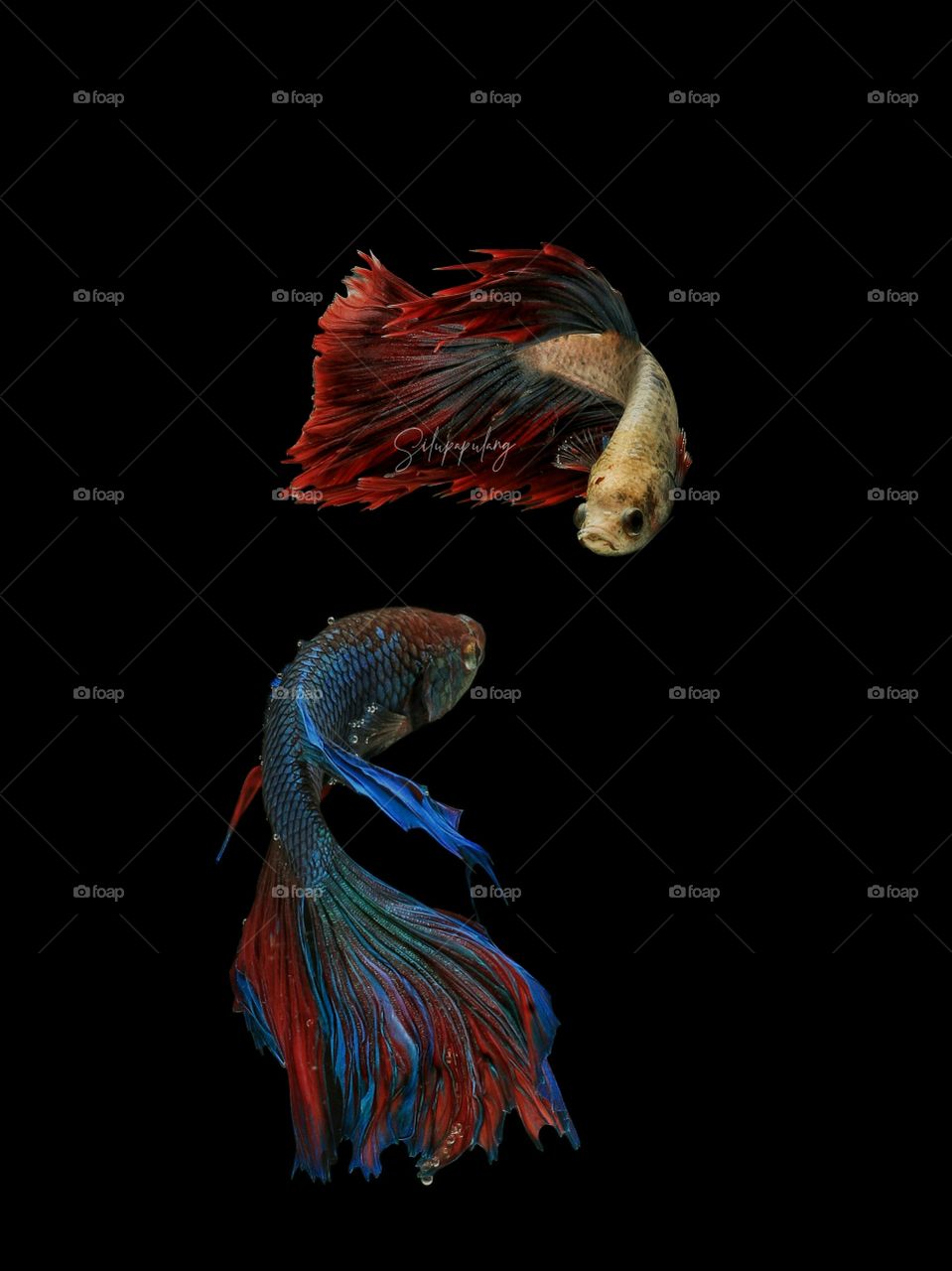 BETTAFISH
DANCING TOGETHER
HALFMOON BETTAFISH