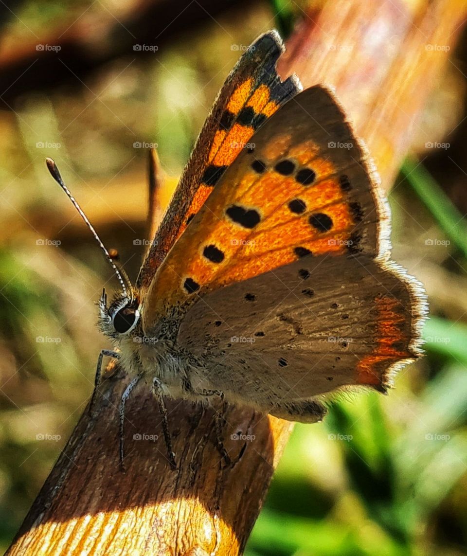 The butterfly in beautiful orange and brown autumn colors on a sunny day in august.🧡🤎